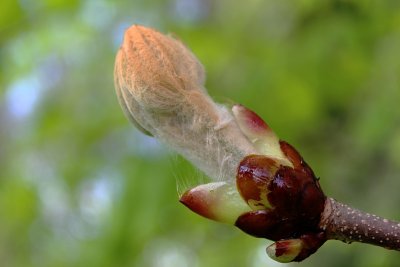 Aesculus hippocastanum - jírovec koňský (maďal) - jarní pupen
